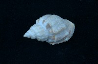 藏品(衣裳核螺 )的圖片